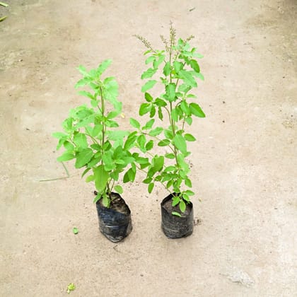 Buy Set Of 2 - Rama Tulsi in 4 Inch Nursery Bag Online | Urvann.com