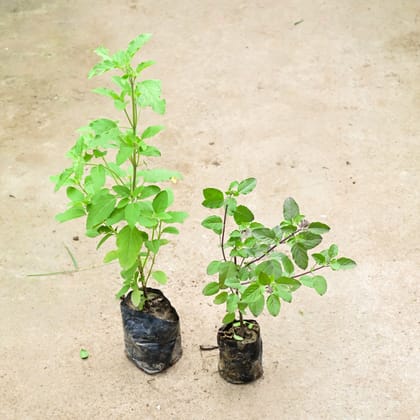 Buy Set Of 2 - Rama & Shyama Tulsi in 4 Inch Nursery Bag Online | Urvann.com