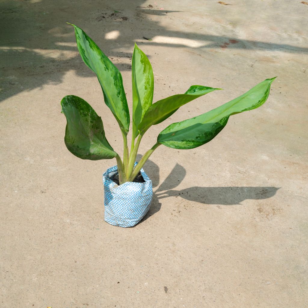 Aglaonema Broad Leaf in 4 Inch Nursery Bag