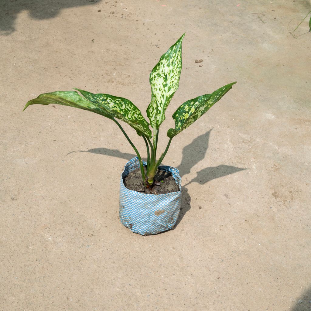 Aglaonema Snow White in 4 Inch Nursery Bag