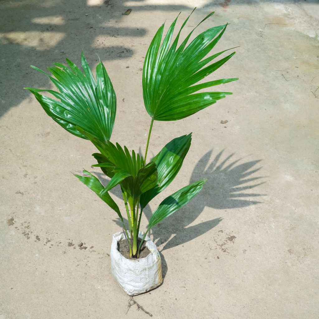 China / Fan Palm (~ 1.5 Ft) in 4 Inch Nursery Bag