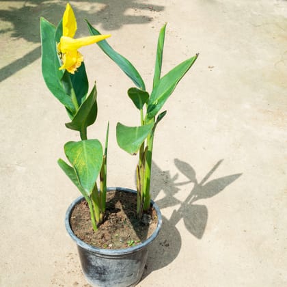 Buy Canna Lily Yellow (~ 1.5 Ft) in 8 Inch Nursery Pot Online | Urvann.com