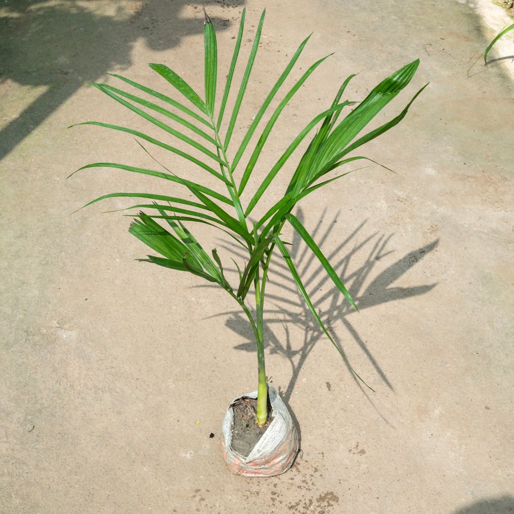 Cane Palm (~ 1.5 Ft) in 4 Inch Nursery Bag