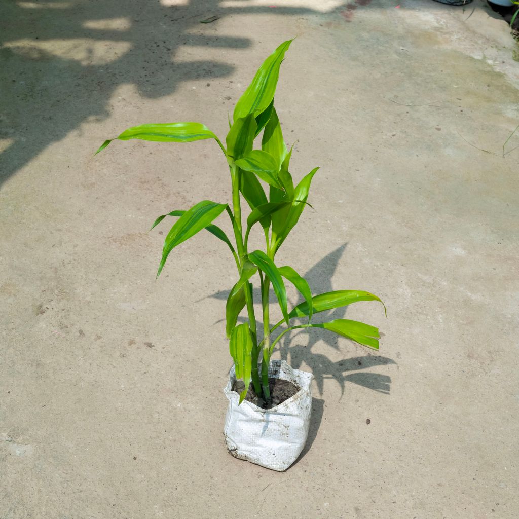 Lucky Bamboo (~ 1 Ft) in 4 Inch Nursery Bag