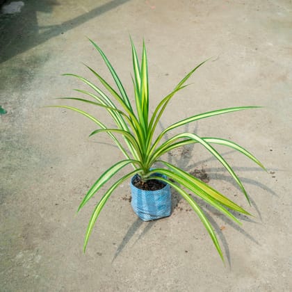 Buy Pandanus in 4 Inch Nursery Bag Online | Urvann.com