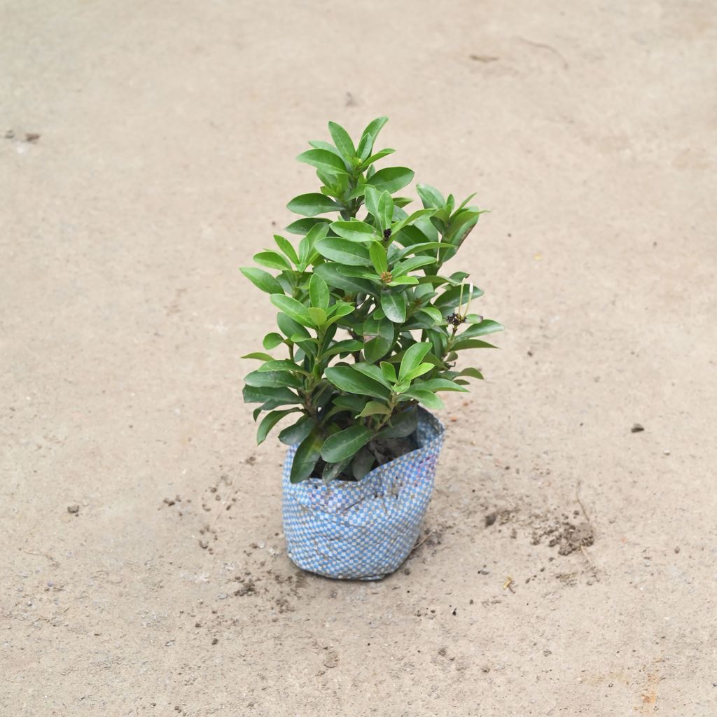 Ixora Dwarf in 4 Inch Nursery Bag