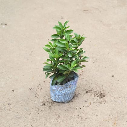 Buy Ixora Dwarf in 4 Inch Nursery Bag Online | Urvann.com