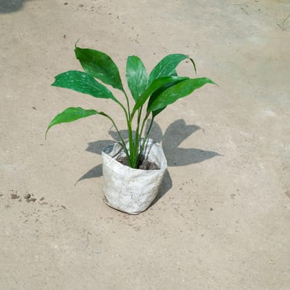 Buy Peacel Lily in 4 Inch Nursery Bag Online | Urvann.com