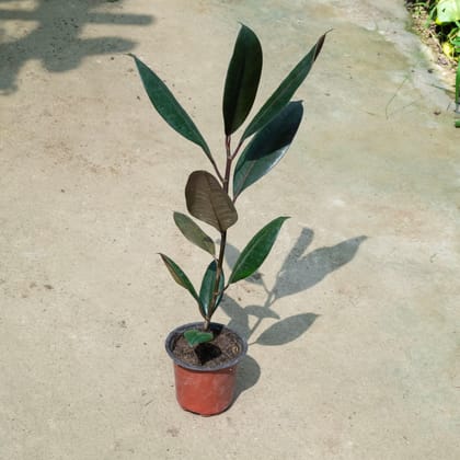 Buy Rubber Black (~ 1.5 Ft) in 4 Inch Nursery Pot Online | Urvann.com