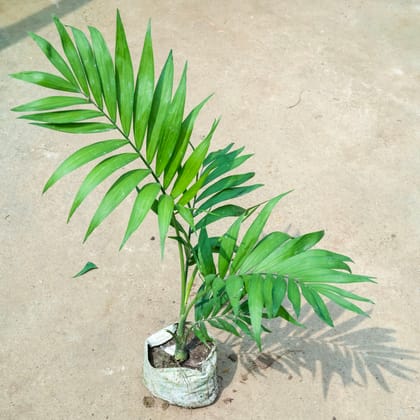 Buy Chameadorea Palm (~ 1.5 Ft) in 4 Inch Nursery Bag Online | Urvann.com