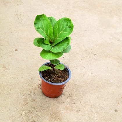 Buy Fiddle Leaf Fig / Ficus Lyrata in 4 Inch Nursery Pot Online | Urvann.com