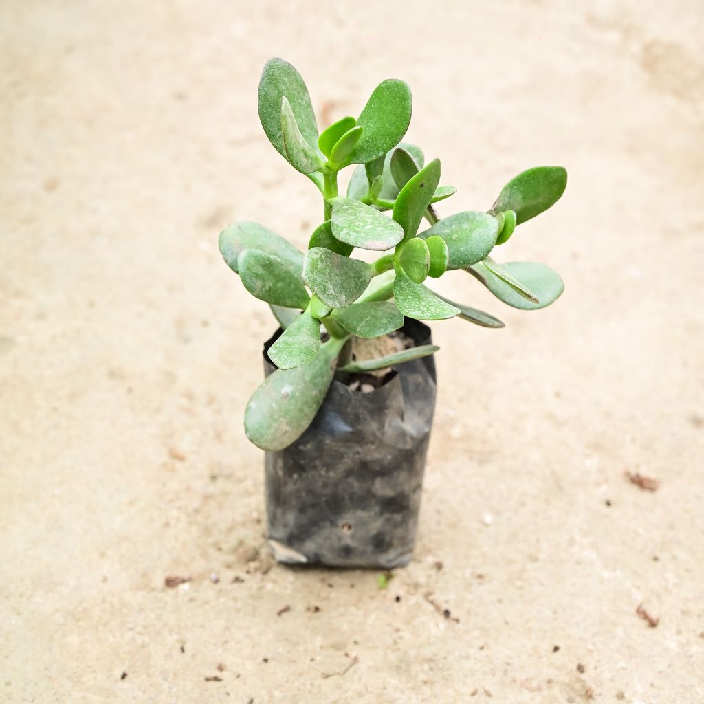 Crassula Jade in 4 Inch Nursery Bag