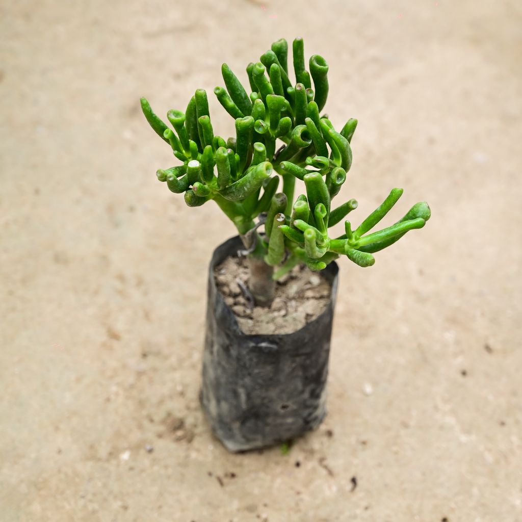 Finger Crassula Succulent in 5 Inch Nursery Bag