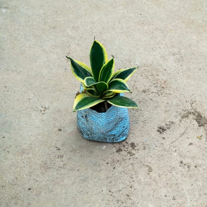 Buy Snake Dwarf Variegated in 4 Inch Nursery Bag Online | Urvann.com