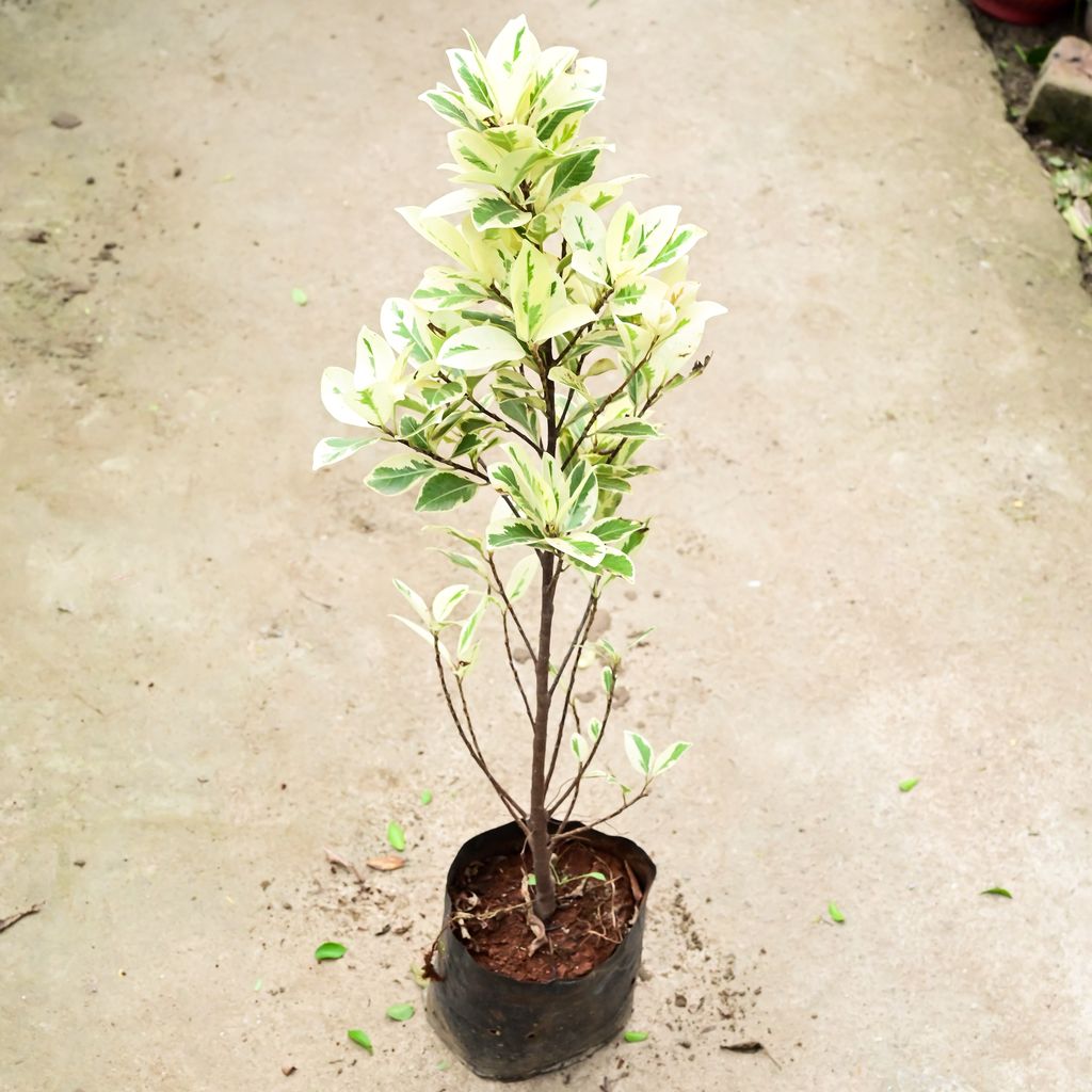 Ficus Safari in 8 Inch Nursery Bag