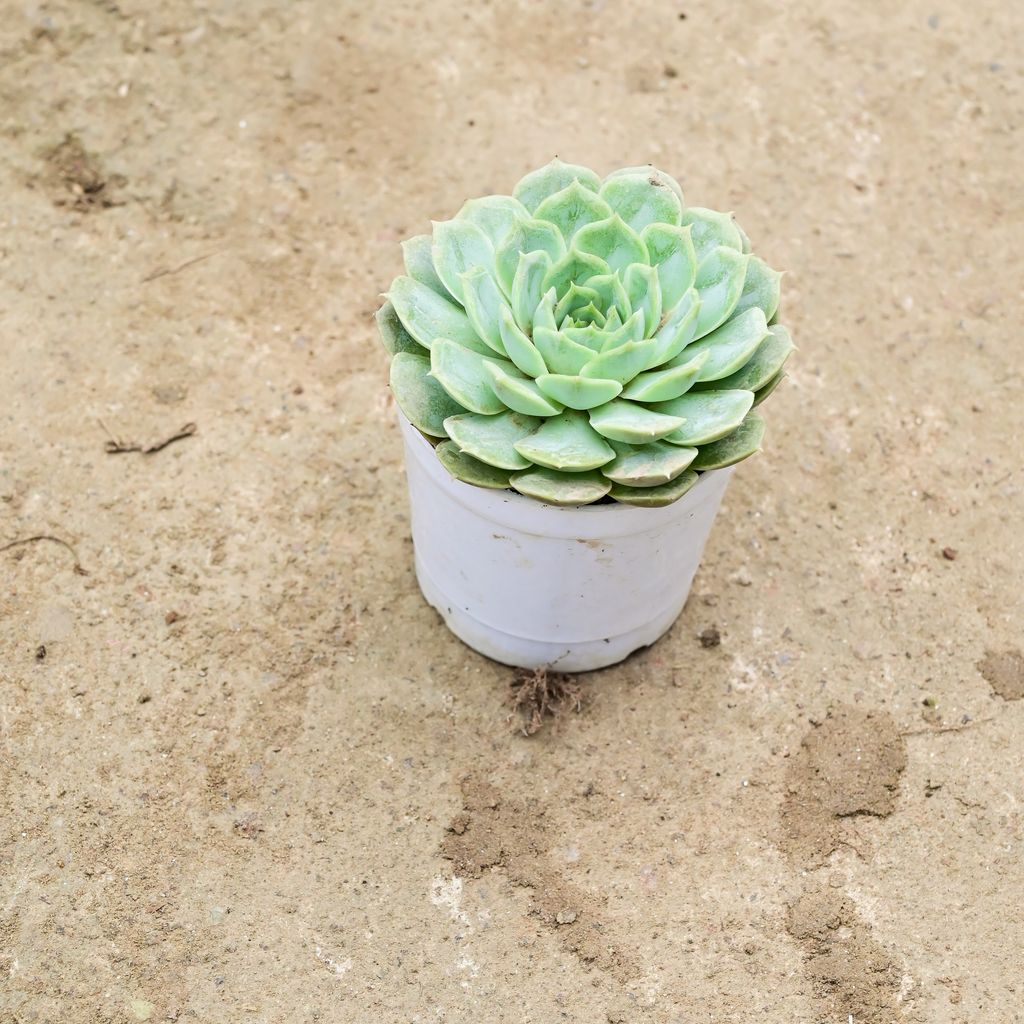 Echevaria Green Succulent in 3 Inch Nursery Pot