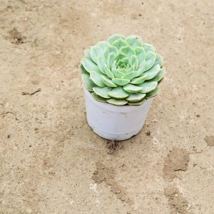 Buy Echevaria Green Succulent in 3 Inch Nursery Pot Online | Urvann.com