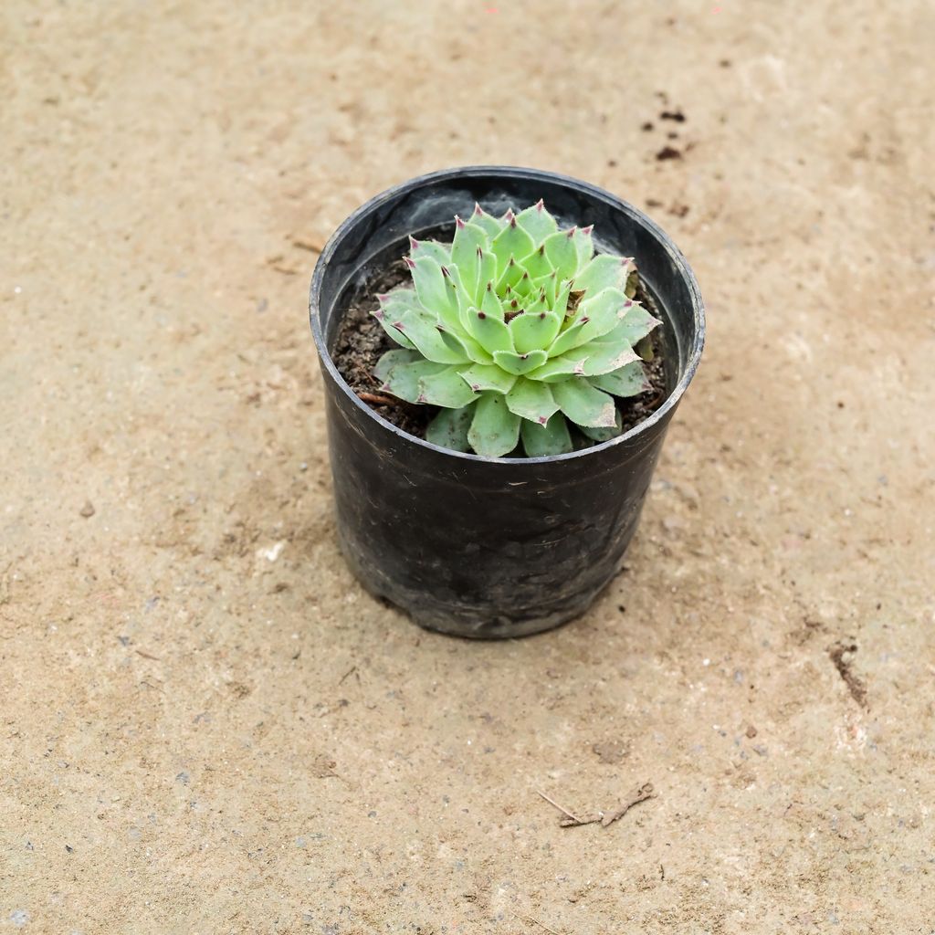 Laxmi Kamal Succulent in 3 Inch Nursery Pot