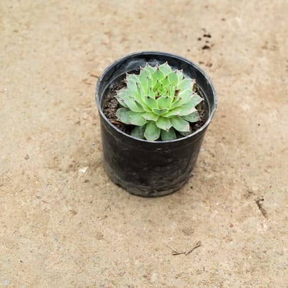 Buy Laxmi Kamal Succulent in 3 Inch Nursery Pot Online | Urvann.com