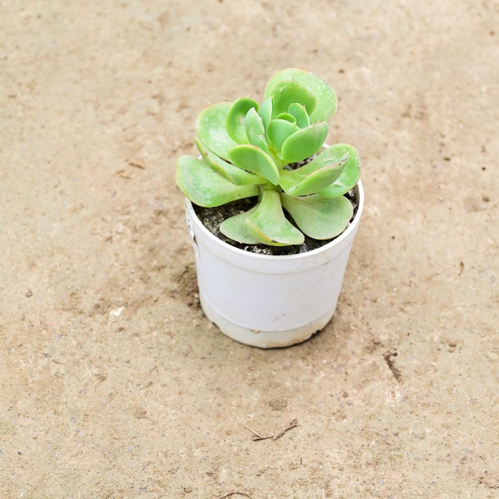 Kalanchoe Succulent in 3 Inch Nursery Pot