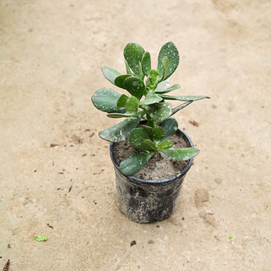 Crassula Jade in 5 Inch Nursery Pot