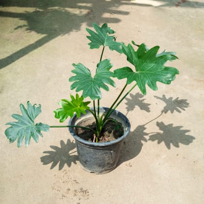 Buy Philodendron Selloum (~ 1.5 Ft) in 8 Inch Nursery Pot Online | Urvann.com