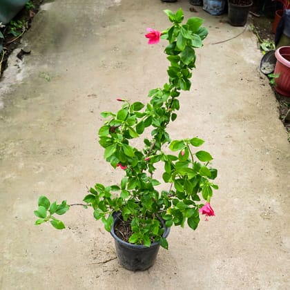 Buy Hibiscus / Gudhal High Choice (Any Colour) (~ 1.5 Ft) in 8 Inch Nursery Pot Online | Urvann.com