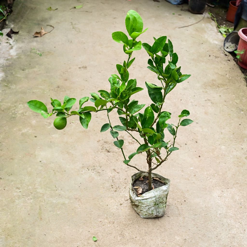 Lemon / Nimbu Plant (~ 2 Ft) in 8 Inch Nursery Bag