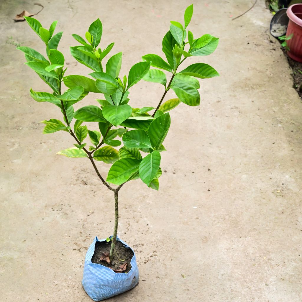 Gardenia / Gandhraaj (Any Colour) (Bushy) in 8 Inch Nursery Bag