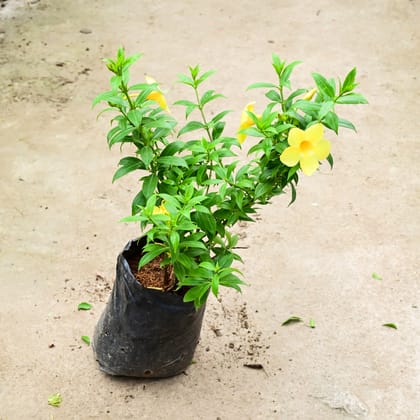 Buy Allamanda Dwarf Yellow (Bushy) in 8 Inch Nursery Bag Online | Urvann.com