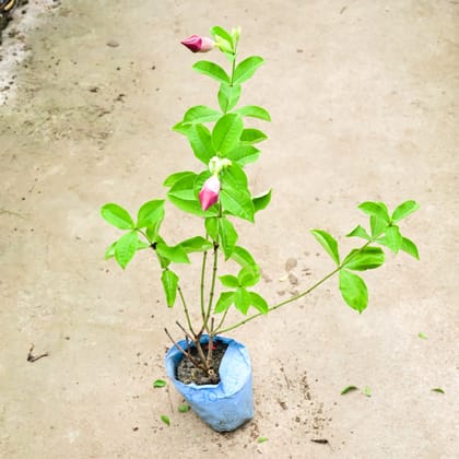 Buy Allamanda Red Purple in 8 Inch Nursery Bag Online | Urvann.com