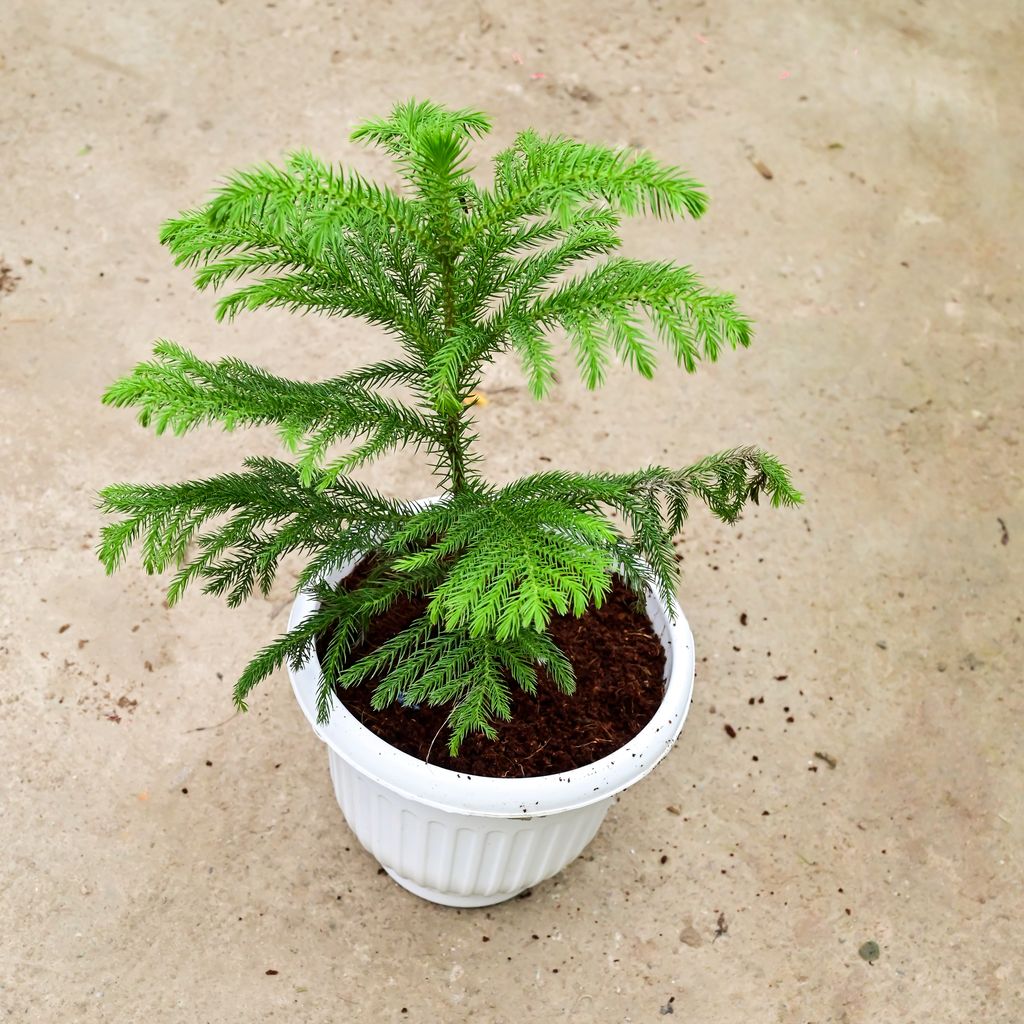 Araucaria / Christmas Tree in 8 Inch White Olive Plastic Pot