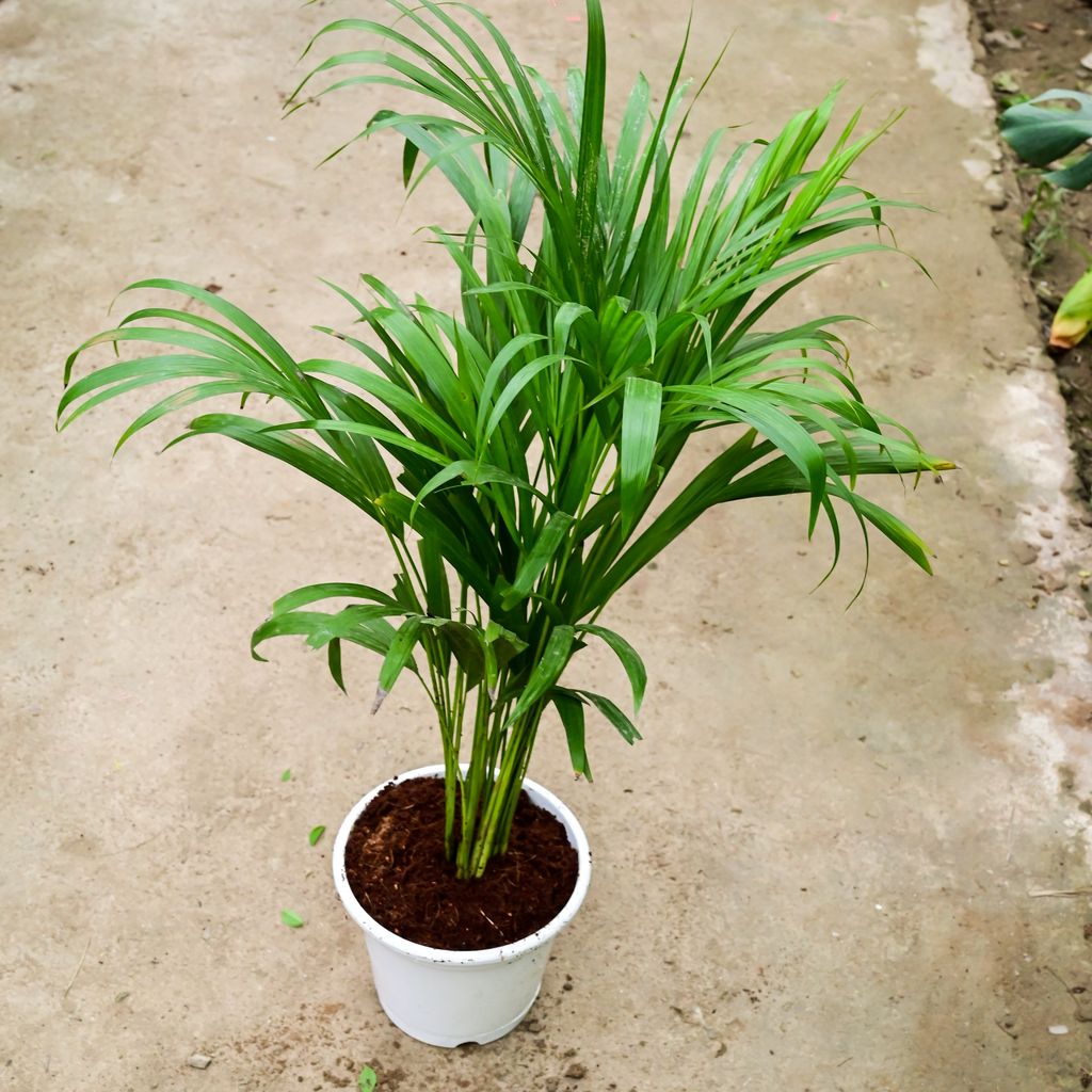 Areca Palm (~ 2 Ft) in 8 Inch White Nursery Pot