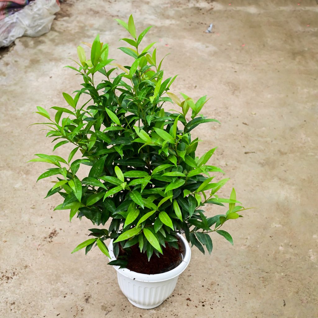 Syzygium / Christina Ficus in 10 Inch White Olive Plastic Pot