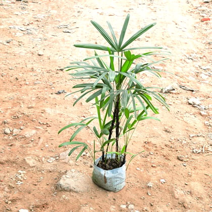 Buy Raphis Palm in 10 Inch Nursery Bag Online | Urvann.com