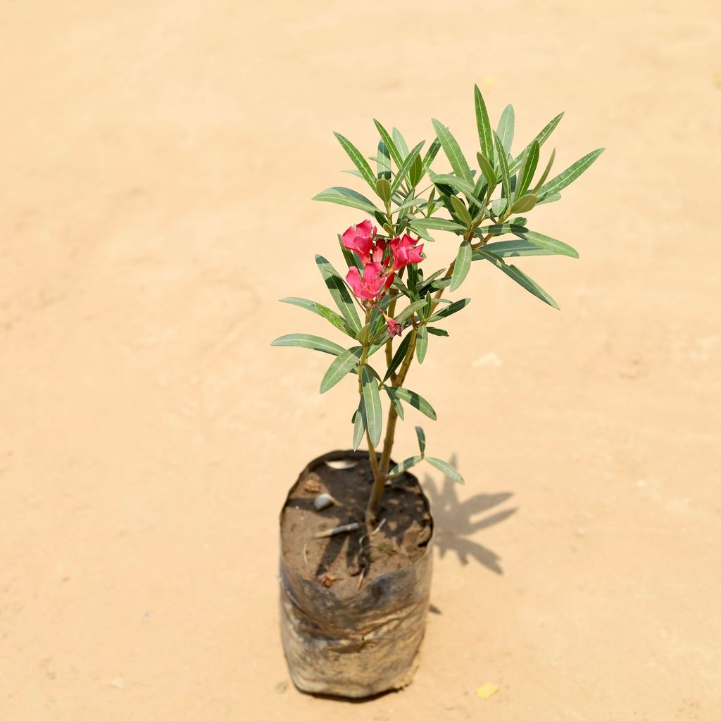 Oleander / Kaner Pink in 5 Inch Nursery Bag