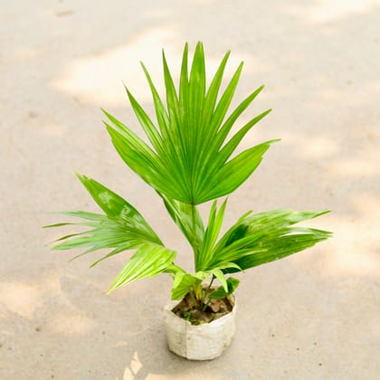 Buy China / Fan Palm in 4 Inch Nursery Bag Online | Urvann.com