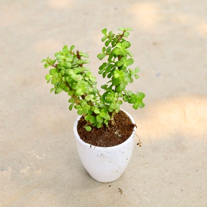 Buy Jade in 4 Inch Classy White Cup Ceramic Pot Online | Urvann.com