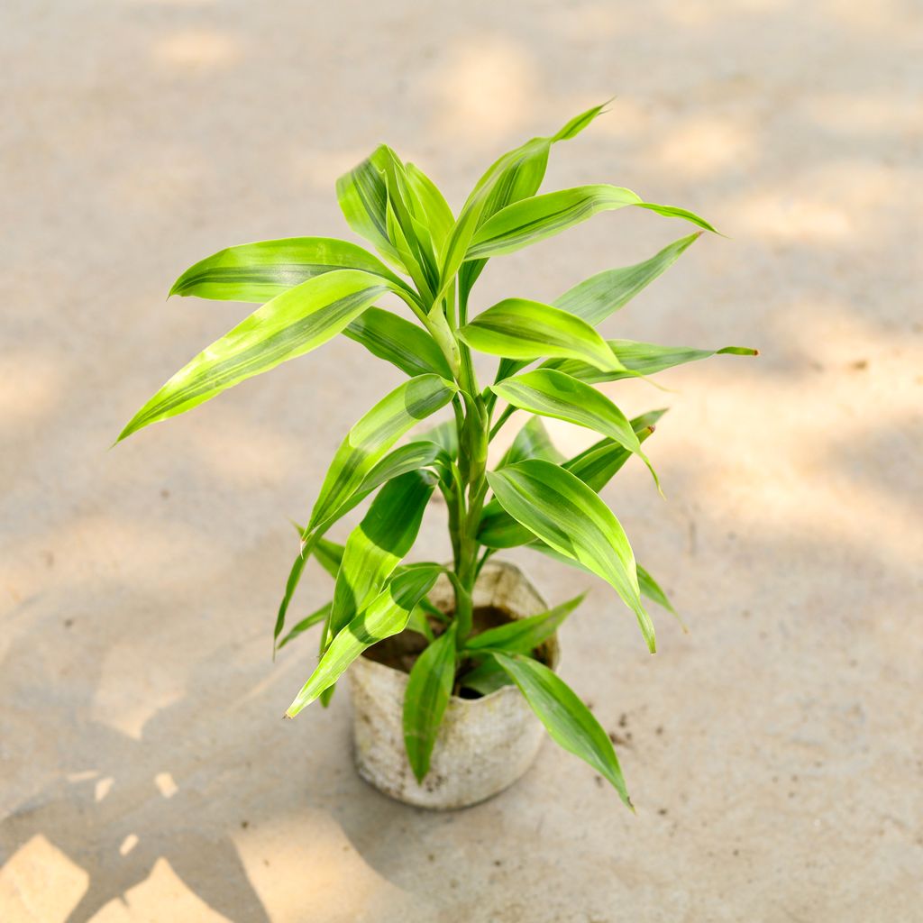 Golden Lucky Bamboo in 4 Inch Nursery Bag