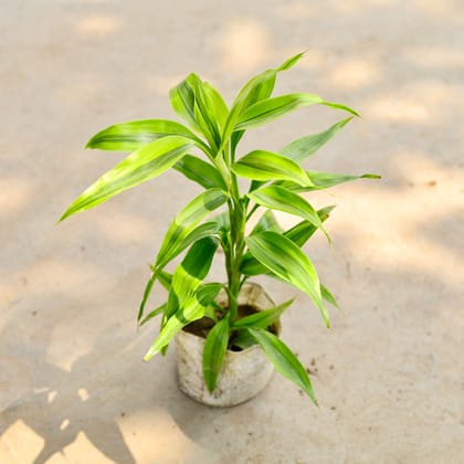 Buy Golden Lucky Bamboo in 4 Inch Nursery Bag Online | Urvann.com