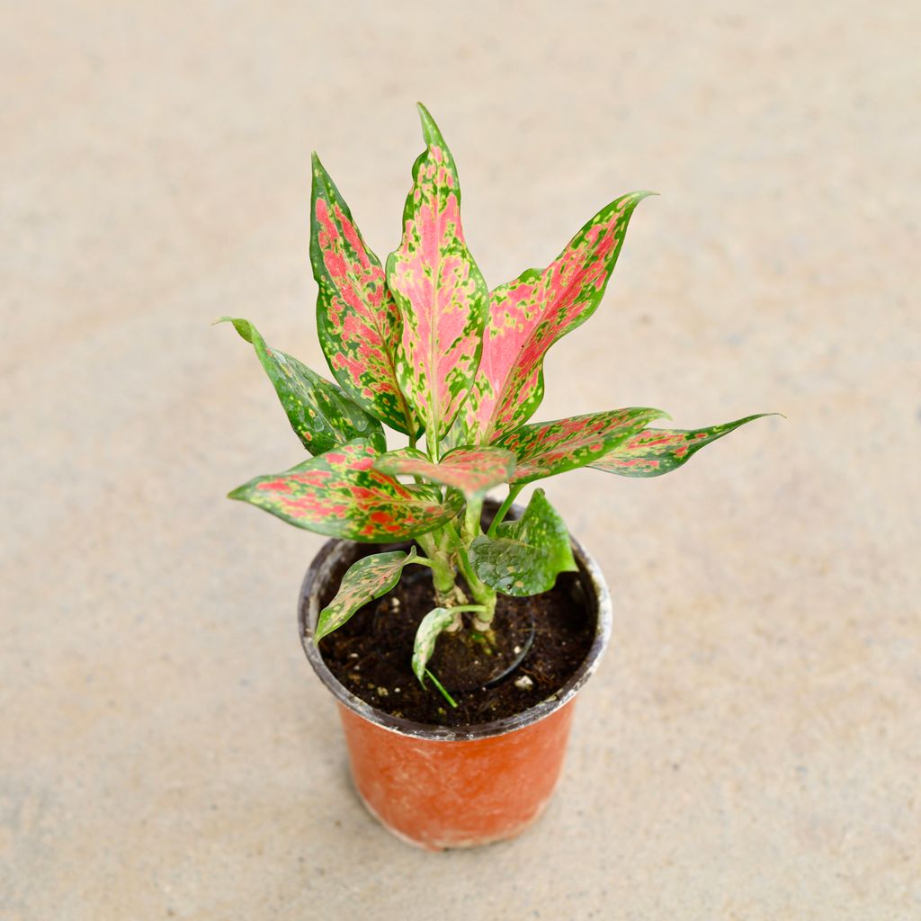 Aglaonema Pink Dalmatian in 4 Inch Nursery Pot