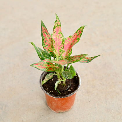 Buy Aglaonema Pink Dalmatian in 4 Inch Nursery Pot Online | Urvann.com