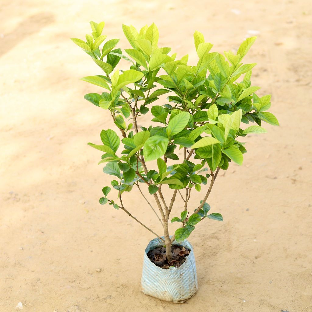 Gardenia / Gandhraaj (any colour) in 8 Inch Nursery Bag