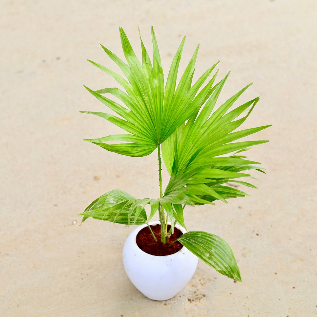 China / Fan Palm in 5 Inch Classy White Apple Plastic Pot