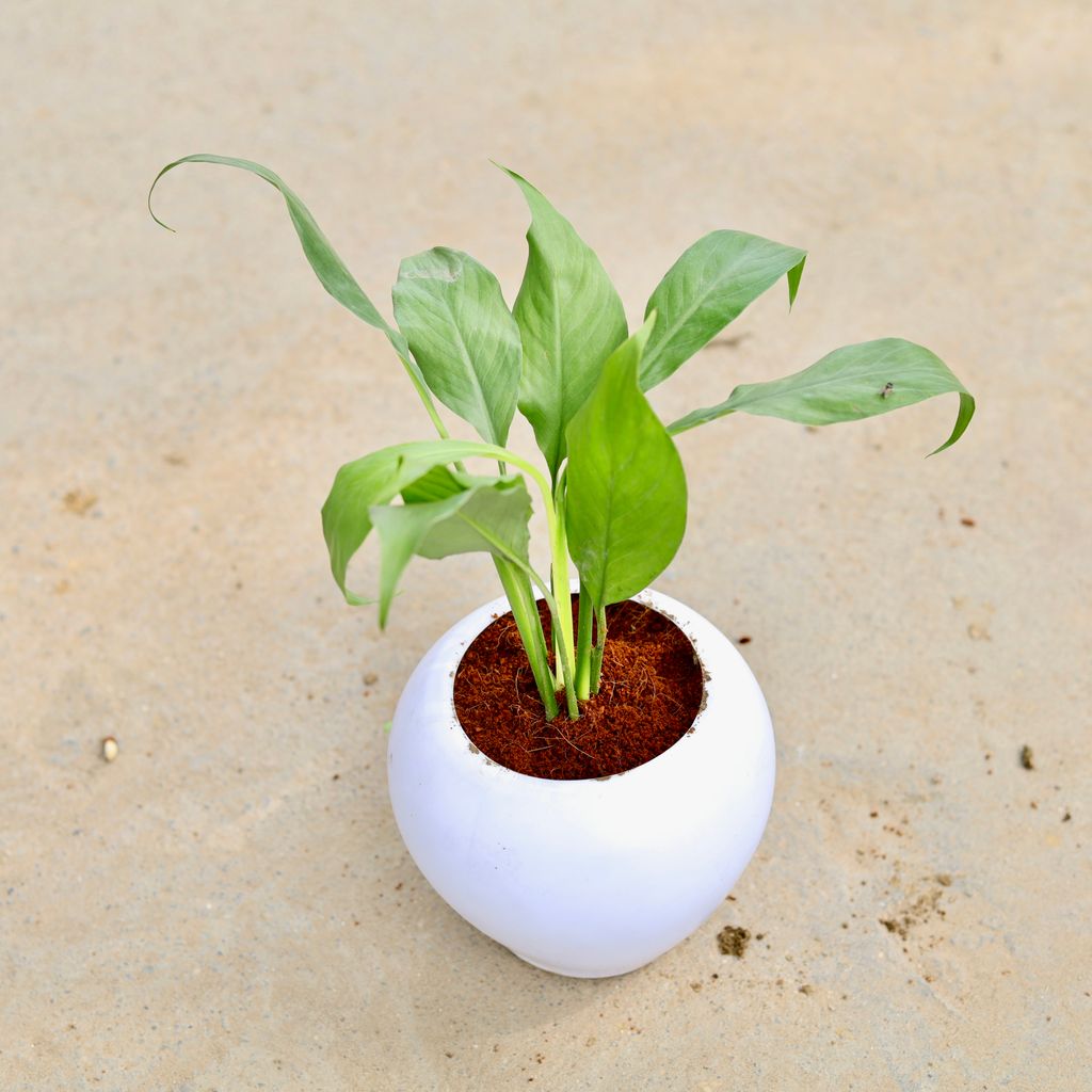 Peace Lily in 5 Inch Classy White Apple Plastic Pot