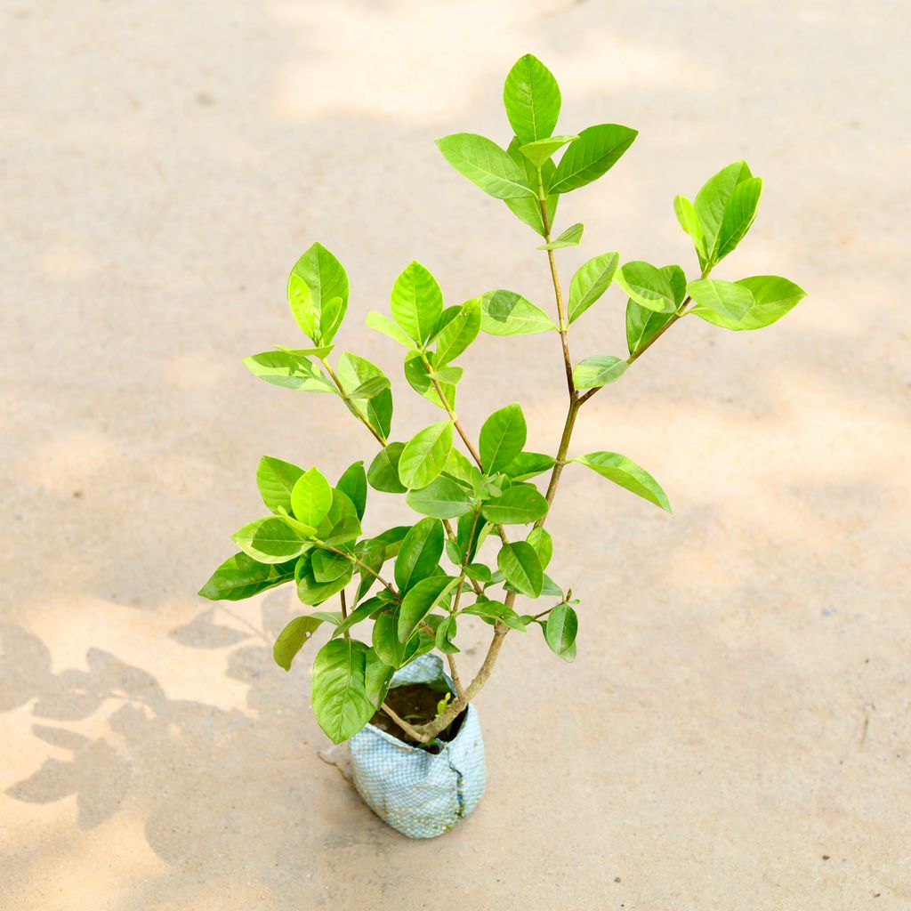 Lemon / Nimbu All Season in 6 Inch Nursery Bag