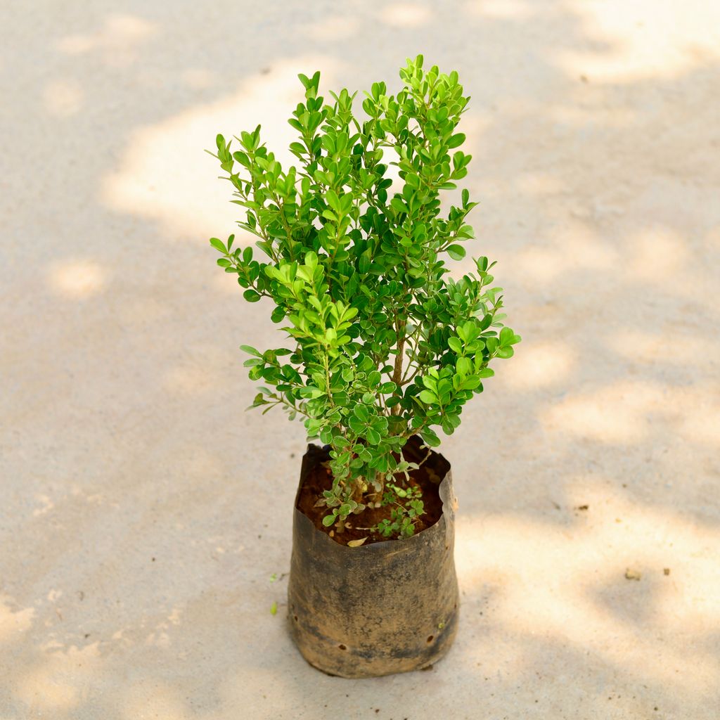 Boxwood / Buxus in 6 Inch Nursery Bag