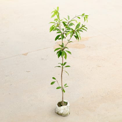 Buy Chiku / Sapodilla (~ 2.5 Ft) in 6 Inch Nursery Bag Online | Urvann.com