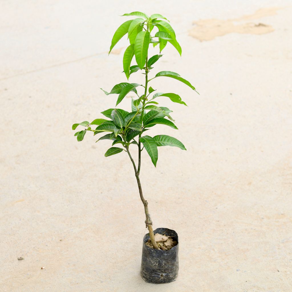 Mango Grafted All Season (~ 1.5 Ft) in 5 Inch Nursery Bag