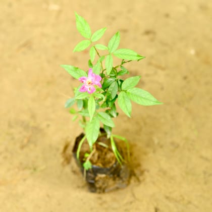 Buy Desi Rose (any colour) in 4 Inch Nursery Bag Online | Urvann.com